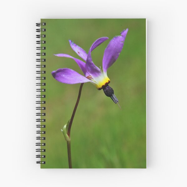 Item preview, Star Flower-Mariposa, Ca designed and sold by Alan Brazzel.