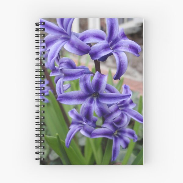 Aperçu de l'œuvre hyacinth créée et vendue par DarylE.