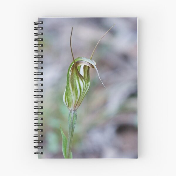Item preview, Fisch's Greenhood - Diplodium fischii designed and sold by Paul Piko.