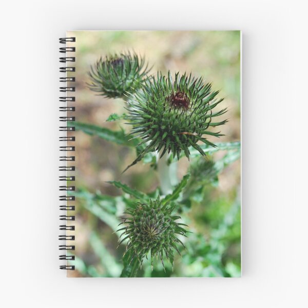 Item preview, Star Thistle3-Merced River, Ca designed and sold by Alan Brazzel.