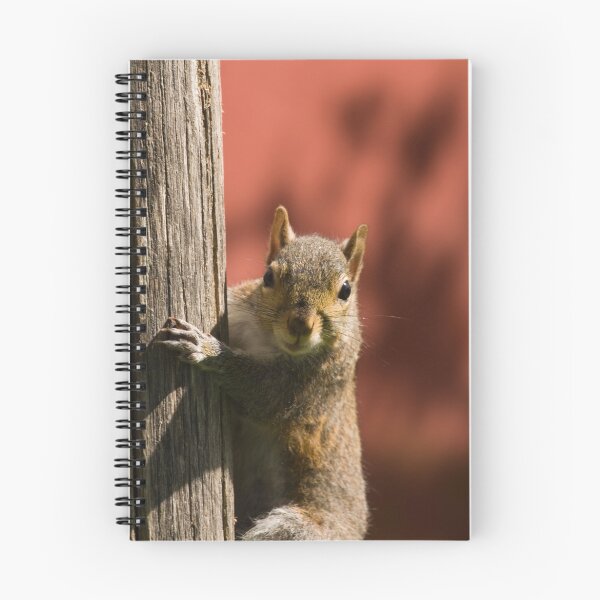 Item preview, Squirrel designed and sold by Roberto Irace.