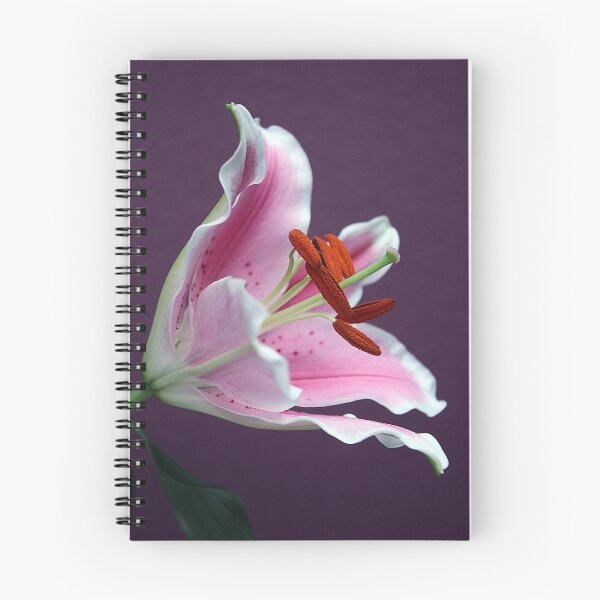 Item preview, Lilium "Stargazer" designed and sold by Magee.
