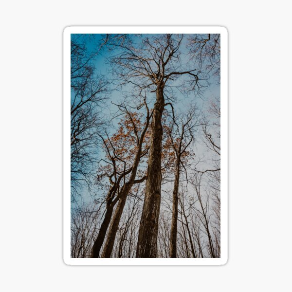 Against a Blue Sky Sticker