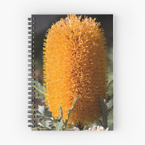 Artikelvorschau, Banksia 3 entworfen und verkauft von Philip Cannon.