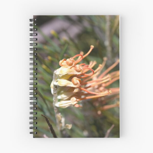 Artikelvorschau, Grevillea 3 entworfen und verkauft von Philip Cannon.