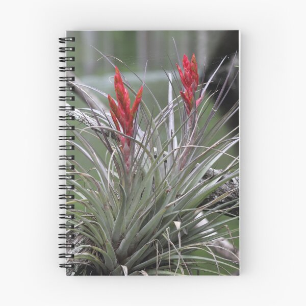 Item preview, Air Plant designed and sold by Karen  Moore.