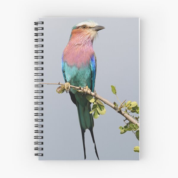 Item preview, Lilac-breasted Roller designed and sold by Paulo van Breugel.