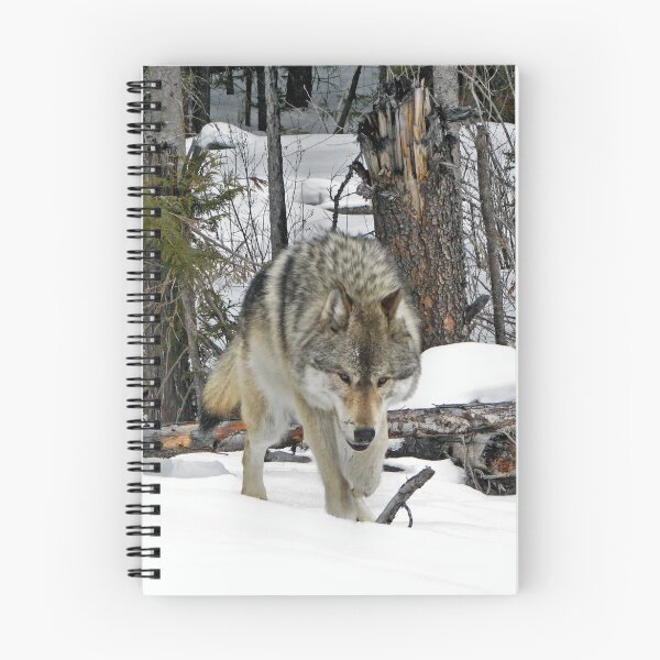 Item preview, Wolf glare designed and sold by James (820Photography) Anderson.