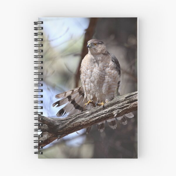 Artikelvorschau, Tailspin/Coopers Hawk entworfen und verkauft von Gary Fairhead.