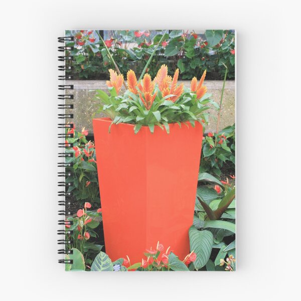 Item preview, Large planter of Bromeliad plants designed and sold by rhallam.