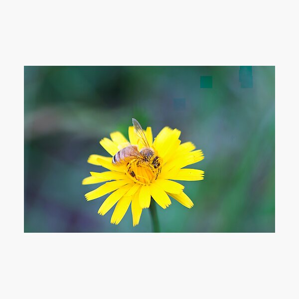 Honeybee Gorging on Gold Photographic Print
