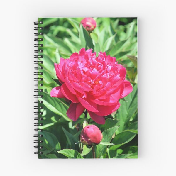 Artikelvorschau, Red rose 4 entworfen und verkauft von rhallam.
