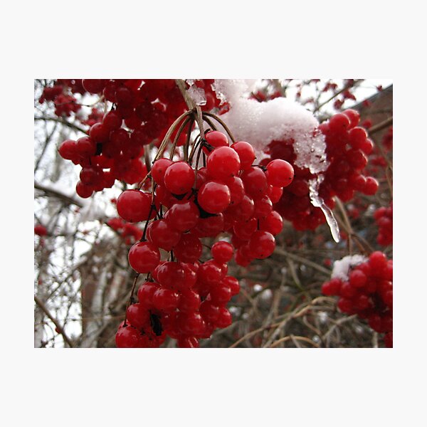 Item preview, Berries in Snow designed and sold by maxy.