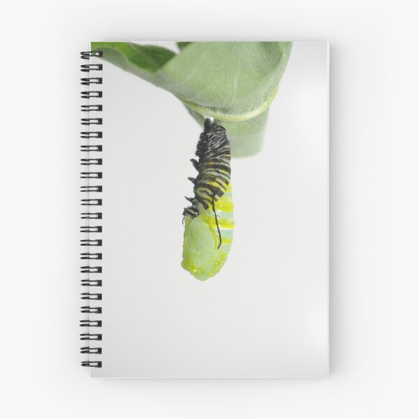 Item preview, From Monarch Caterpiller to Pupa Stage designed and sold by Molly  Kinsey.