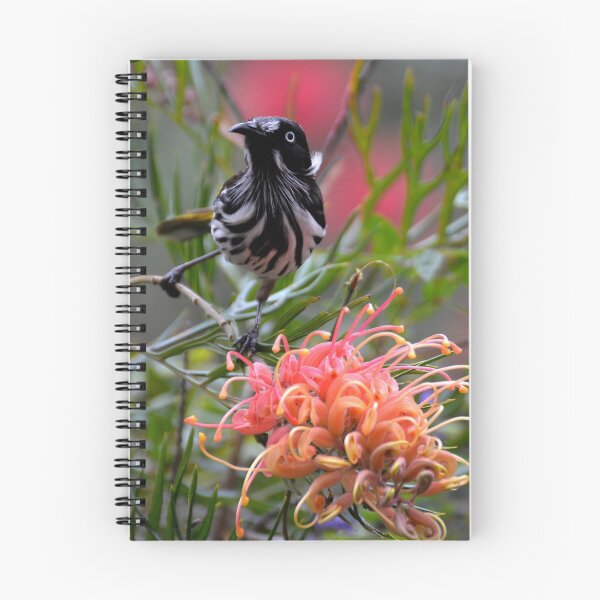 Item preview, New Holland Honeyeater and Grevillia designed and sold by CodyLaskeyPhoto.