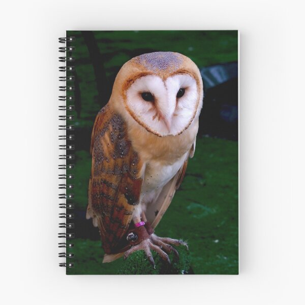 Artikelvorschau, Barn Owl entworfen und verkauft von Mark Grech.