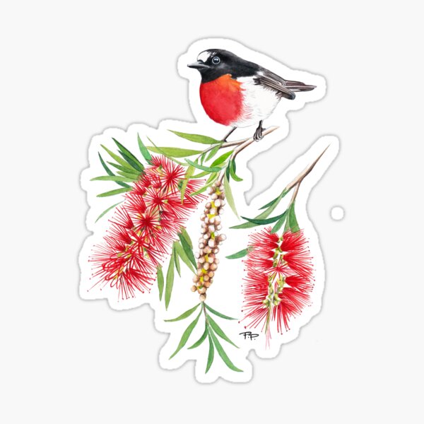 Scarlet Robin on Bottlebrush Flower Sticker