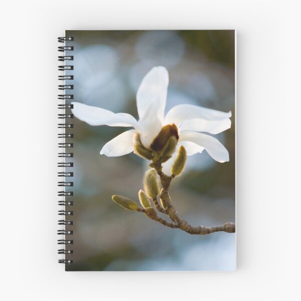 Aperçu de l'œuvre Magnolia créée et vendue par Janos Sison.
