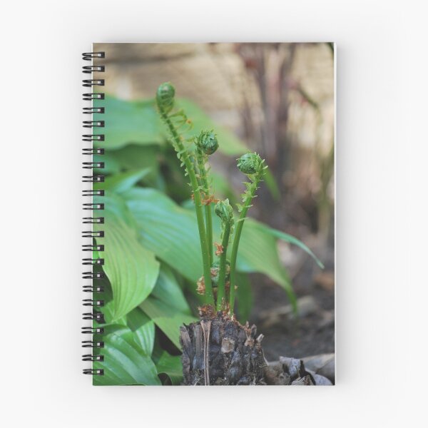 Artikelvorschau, Fine looking Fiddleheads entworfen und verkauft von John Easterhouse.