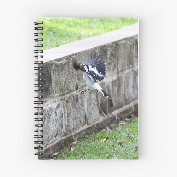 Item preview, Australian Magpie Lark in Flight designed and sold by Jerry Tingle - photofirst.