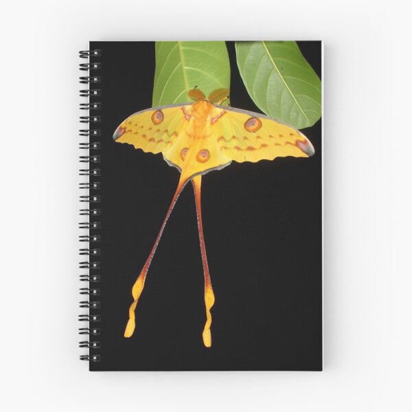 Item preview, Comet Moth designed and sold by Robbie Labanowski.