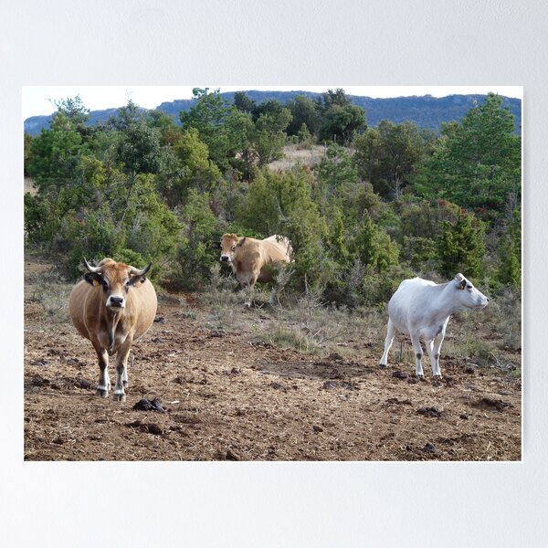 Item preview, Cows designed and sold by HELUA.