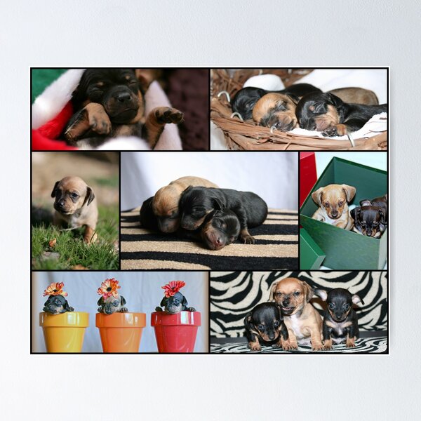Item preview, Chiweenie Collage designed and sold by jujubean.