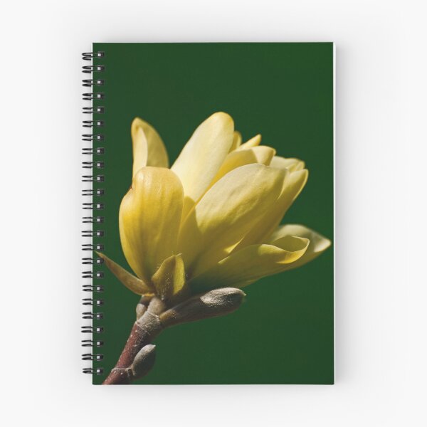 Item preview, Magnolia flower - Experimental Farm, Ottawa, Ont designed and sold by Tracey Dryka.