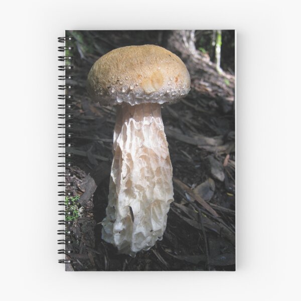 Artikelvorschau, Austroboletus lacunonus. entworfen und verkauft von LillyDigi.