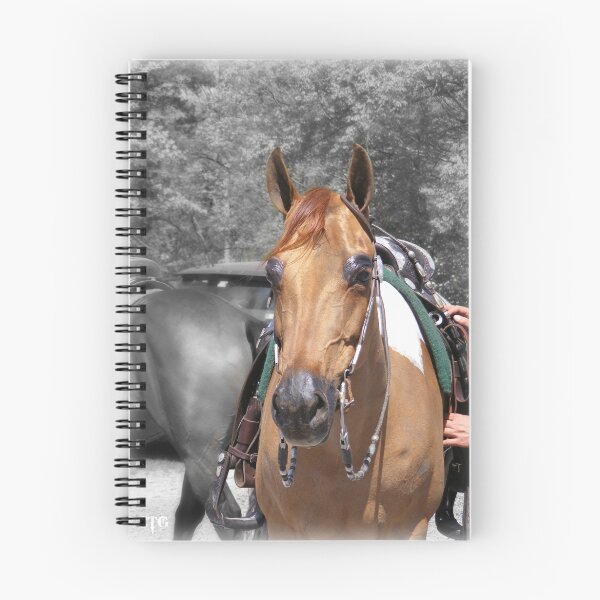 Item preview, All Dressed Up designed and sold by ctgponies.