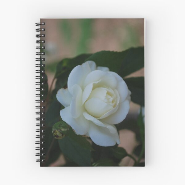 Item preview, Sweet Purity designed and sold by Lozzar Flowers & Art.