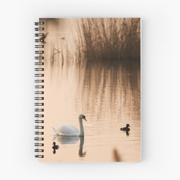 Item preview, Mute Swan in the Evening Light designed and sold by kernuak.