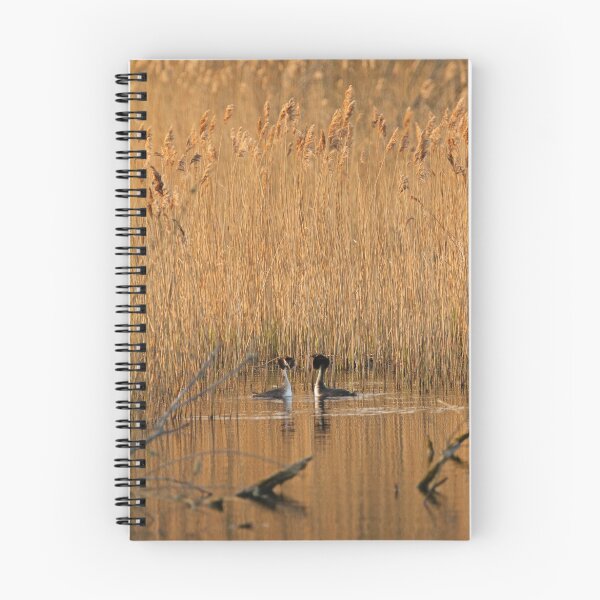 Item preview, Great Crested Grebe Courtship Evening Light designed and sold by kernuak.