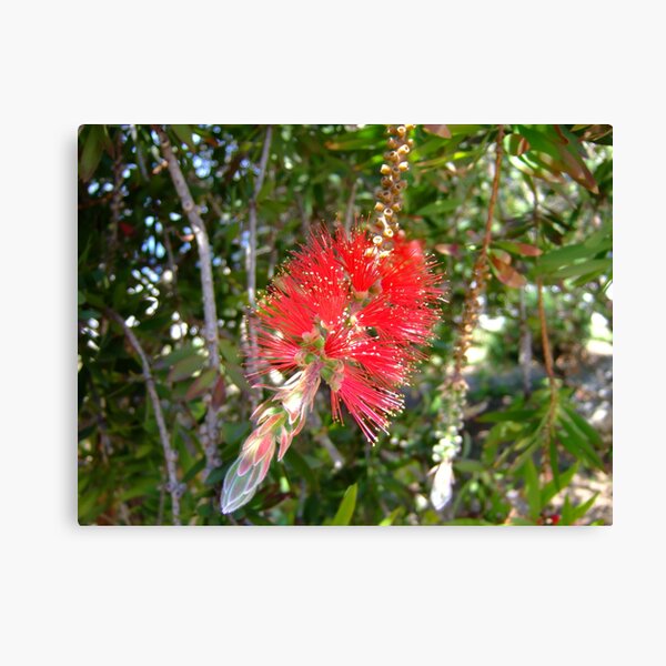 Too pretty to wash bottles Canvas Print