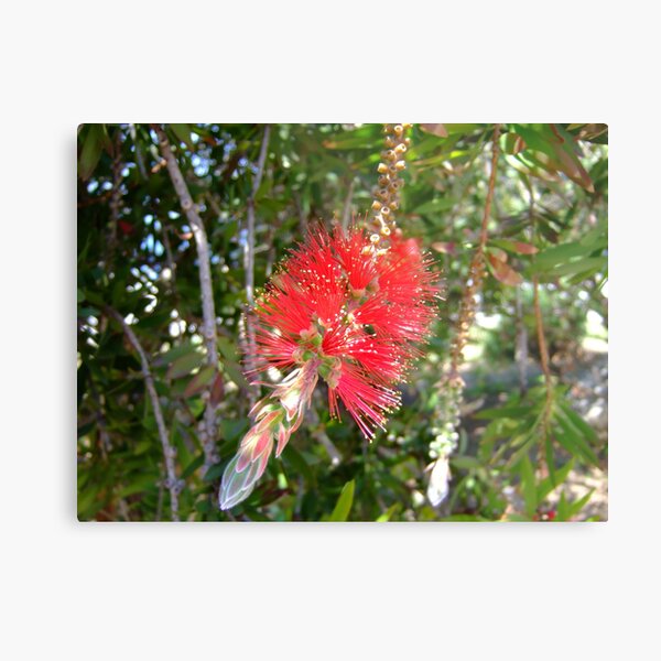 Too pretty to wash bottles Metal Print
