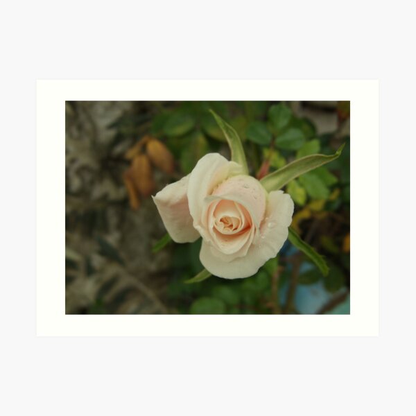 Rose after rain Art Print