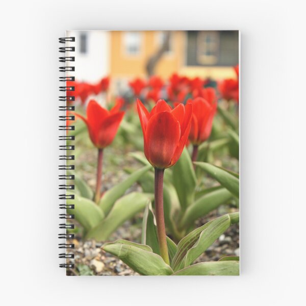 Item preview, Red tulips designed and sold by Stephanie  Williams.