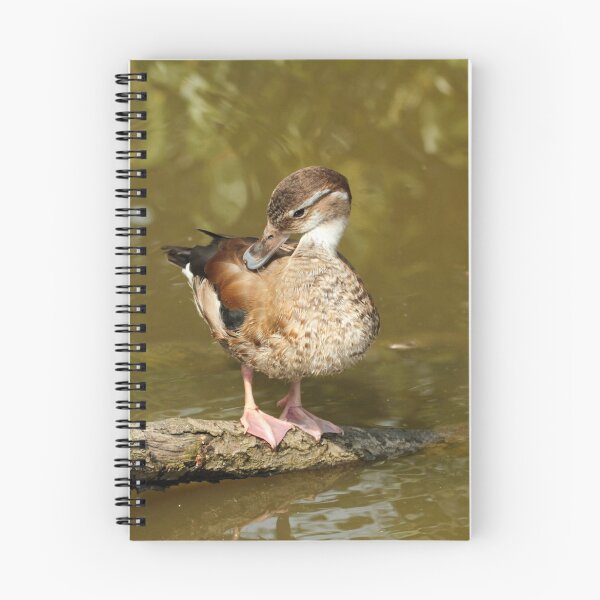 Item preview, Female Ringed Teal designed and sold by Robert Abraham.
