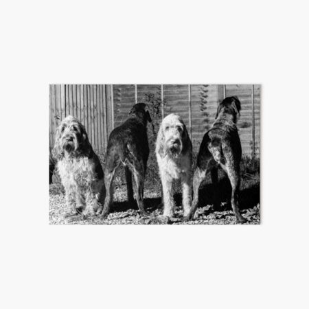 The line up Spinone Art Board Print