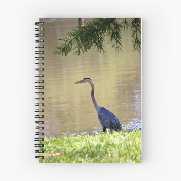 Aperçu de l'œuvre Great Blue Heron along Lake créée et vendue par nauticalelf.