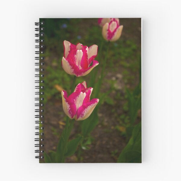 Item preview, Varigated Tulips (Spring early May) designed and sold by Trevor Kersley.