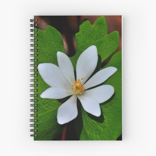 Item preview, Bloodroot designed and sold by Nancy Barrett.