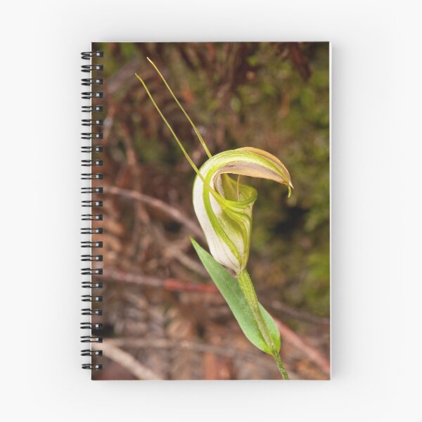 Item preview, Orchid looking for a name! designed and sold by traveller.