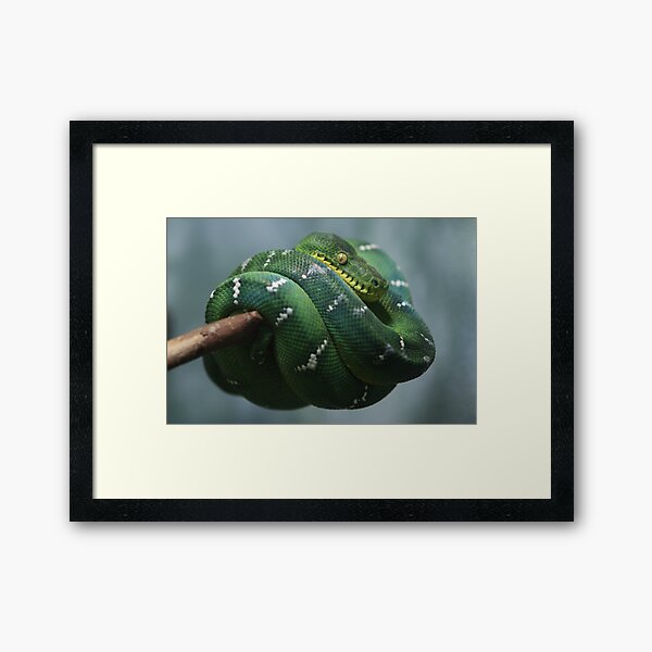Sleeping Grin Framed Art Print