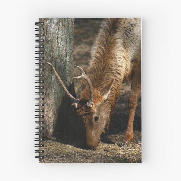 Item preview, Young Male Elk designed and sold by Lisa Putman.