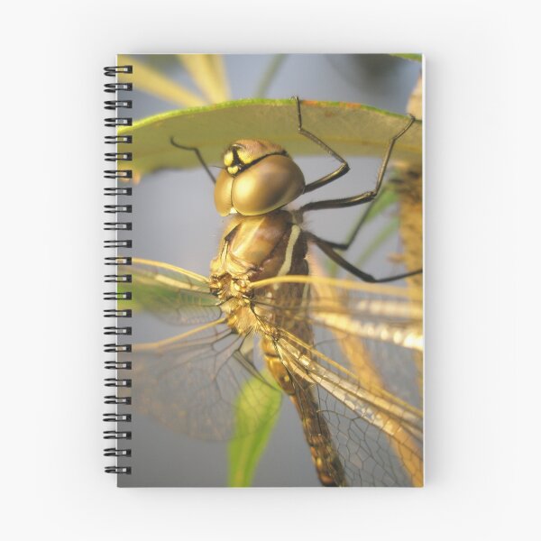Item preview, Dragon-fly Macro. designed and sold by Petehamilton.