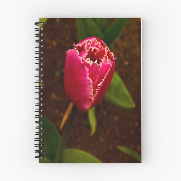 Item preview, Varigated Tulip #2   (Spring - Early May) designed and sold by Trevor Kersley.