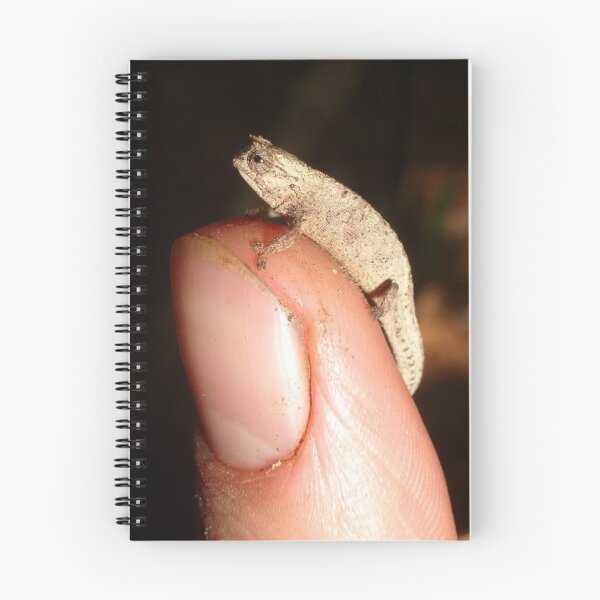 Item preview, Dwarf Chameleon designed and sold by Robbie Labanowski.