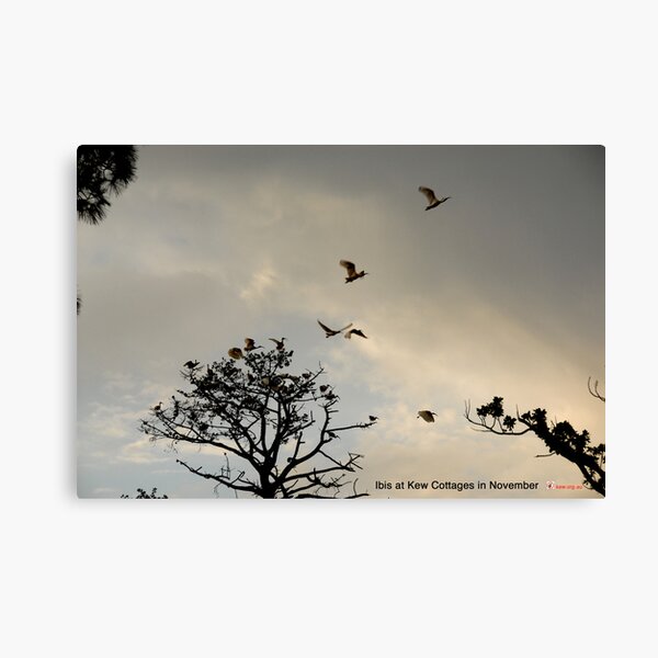 Ibis at Kew Cottages in November Canvas Print