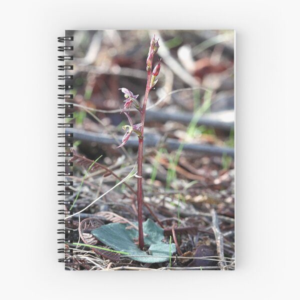 Item preview, Small Mosquito orchid.  Acianthus pusillus designed and sold by Cindy McDonald.